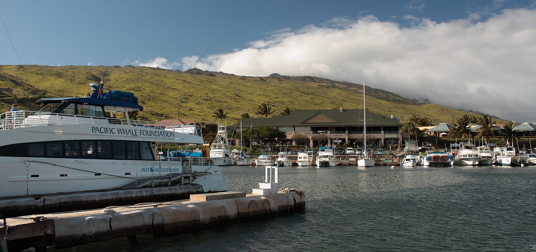 Small harbour with a large white catamaran marked Pacific Whale Foundation at a dock, rows of moored boats, a green-roofed shopping building and grassy hills under low cloud.