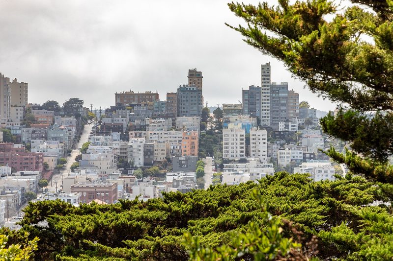 Houses and apartment buildings cover a San Francisco hillside under a grey sky, framed by cypress branches, with a steep street running up the left side.