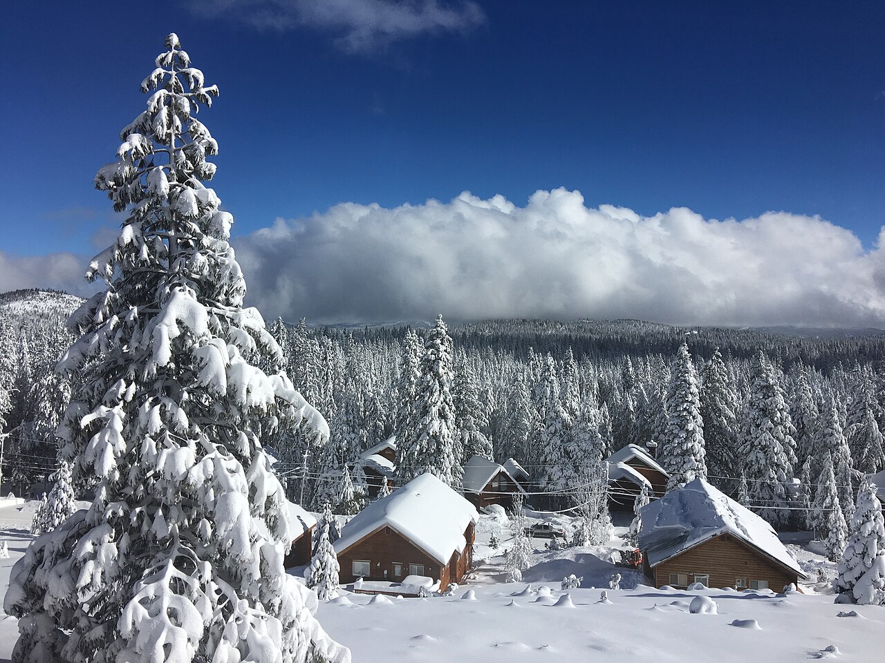 Wooden cabins with deep snow on their roofs sit below a snow-laden pine tree and a white forest.