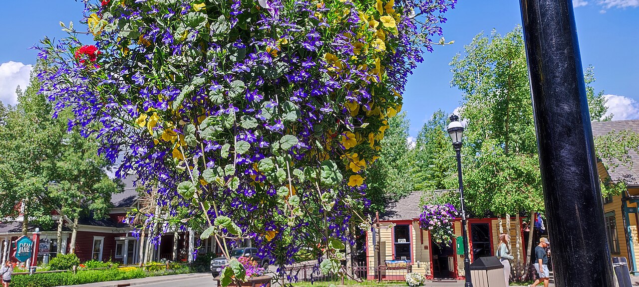 Purple and yellow hanging flowers frame a small red building and tall green trees on a sunny street.