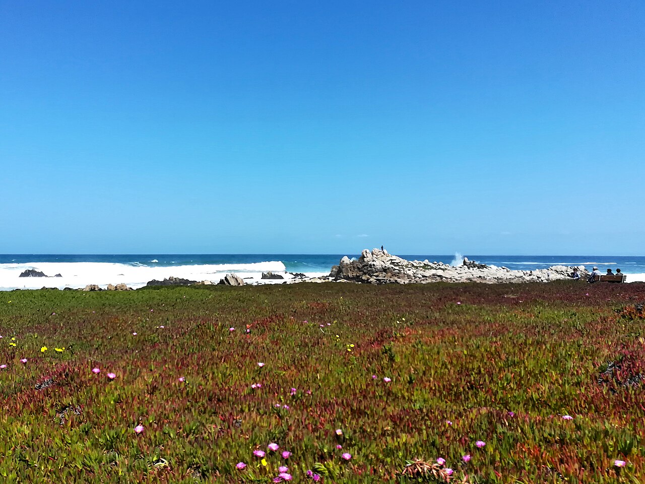 A carpet of red and green plants runs down to a line of pale rocks and the blue sea.