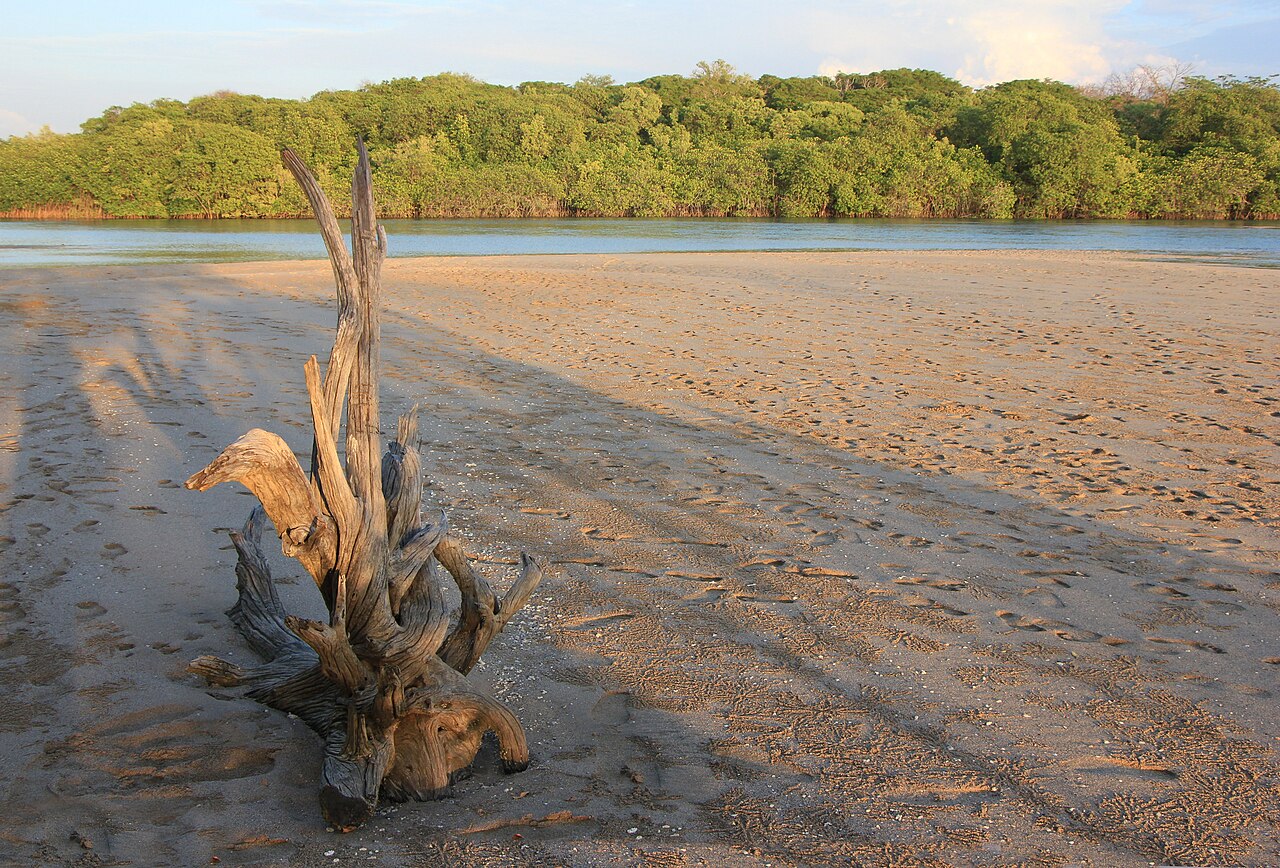 A piece of weathered driftwood stands in rippled sand beside a quiet channel, with thick green forest on the far bank.