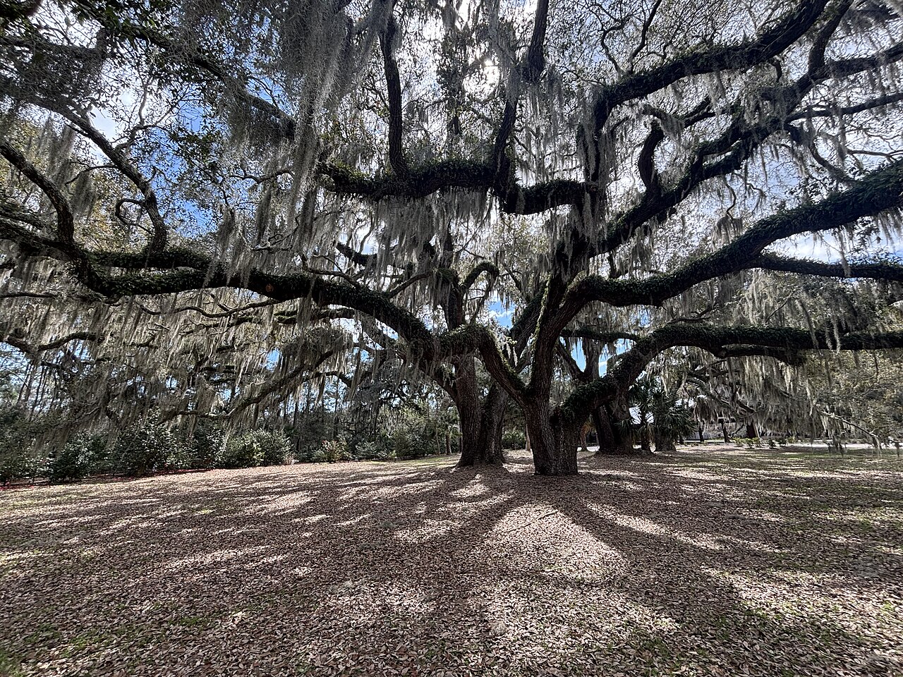 Wide, twisting oak branches hung with grey moss spread over a shaded lawn dappled with sunlight.
