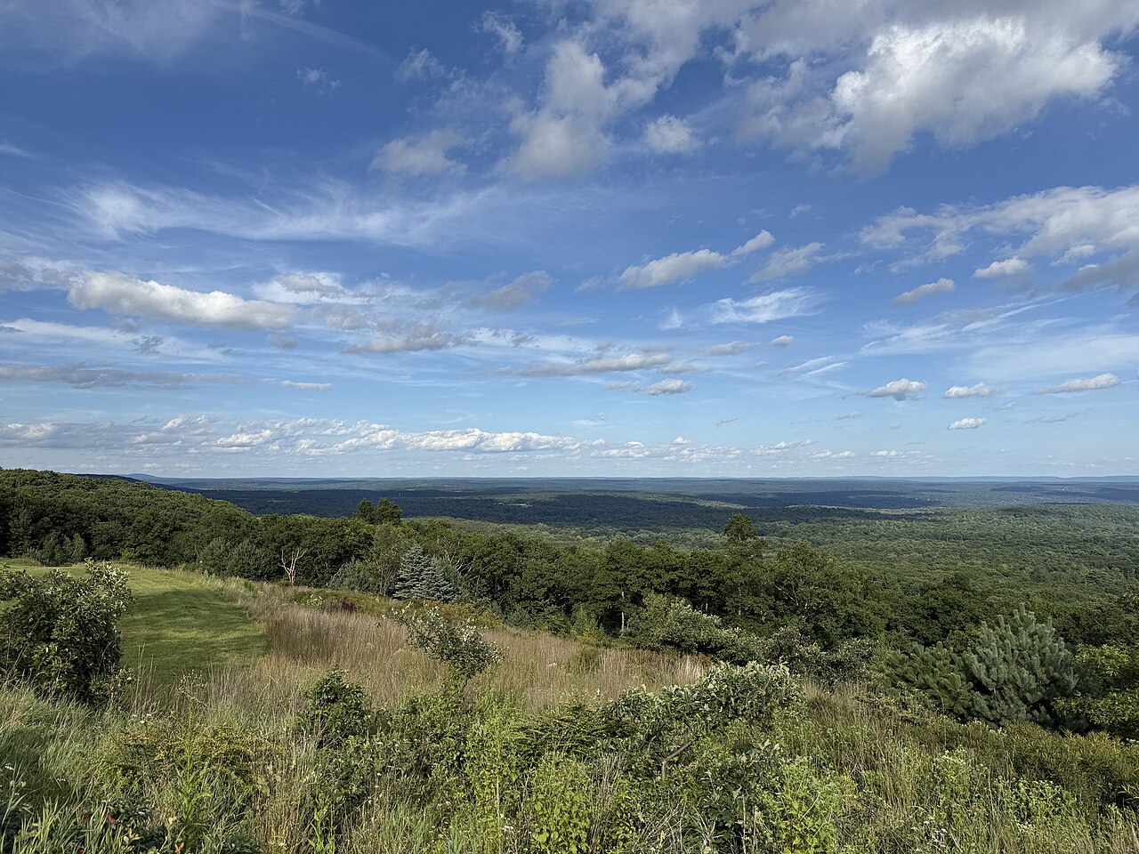 A grassy hilltop falls away to unbroken green forest stretching to a flat horizon under a blue sky with thin cloud.