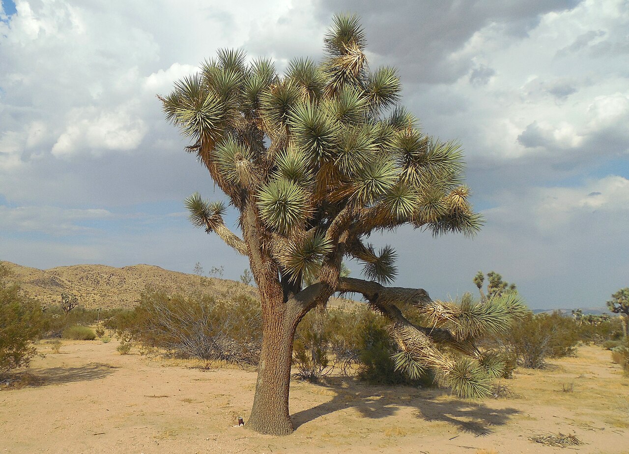 A single spiky-leaved tree with a thick trunk stands in sandy scrubland under a cloudy sky.
