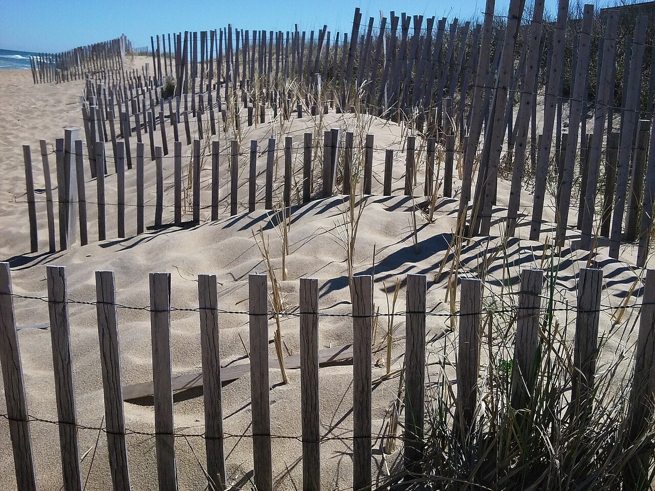 Rows of weathered wooden slat fences cross pale sand dunes dotted with beach grass under a blue sky.