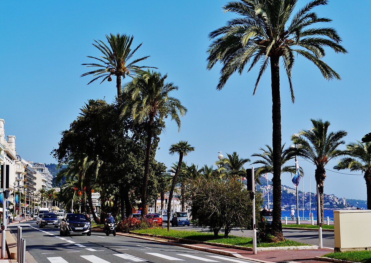 Tall palm trees lining a seafront road with cars, under a deep blue sky.