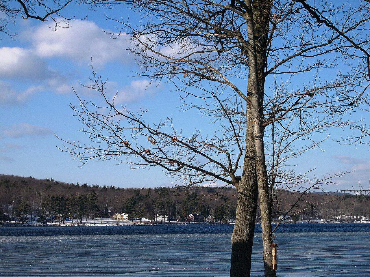 A bare tree in front of a blue lake, with houses along a wooded far shore.