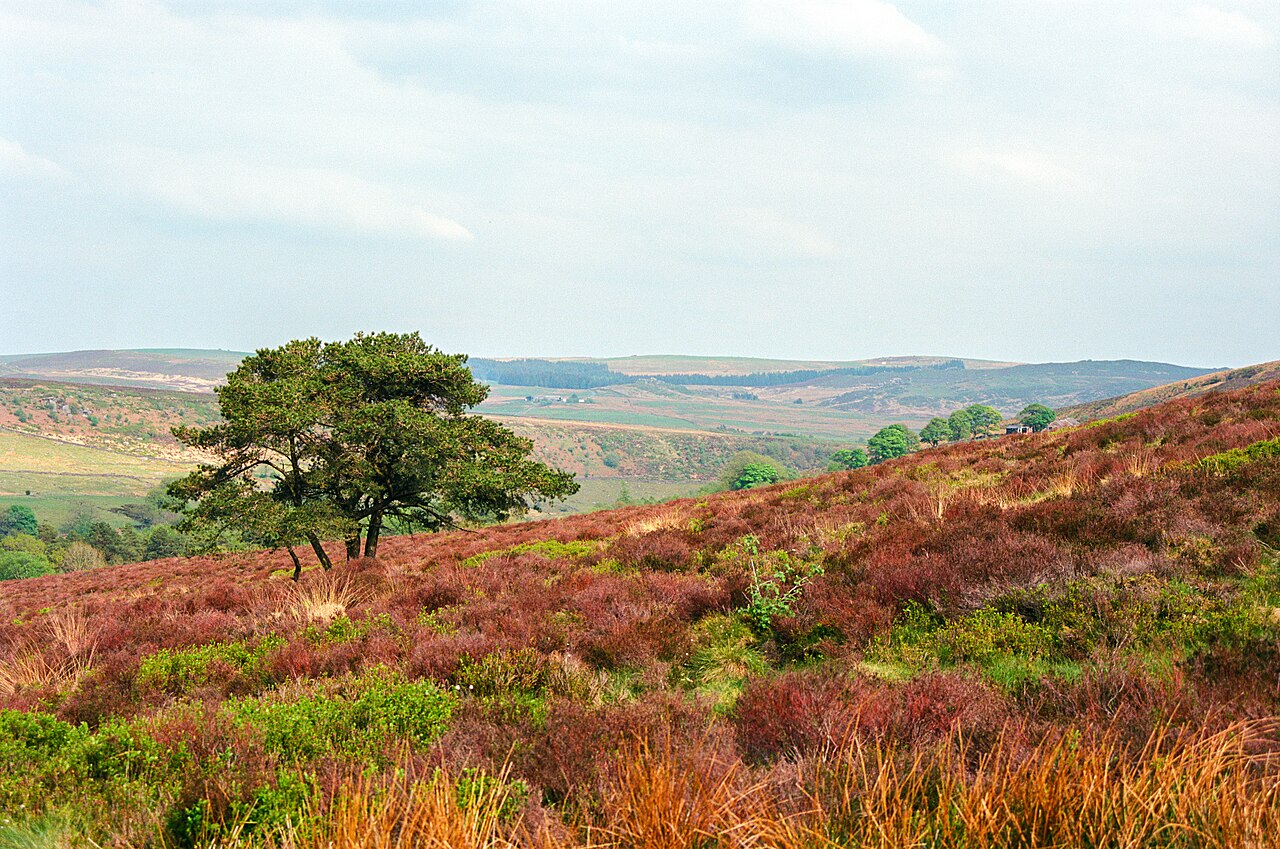 A single dark green tree on a slope of red and brown heather, with pale hills and a hazy sky behind.