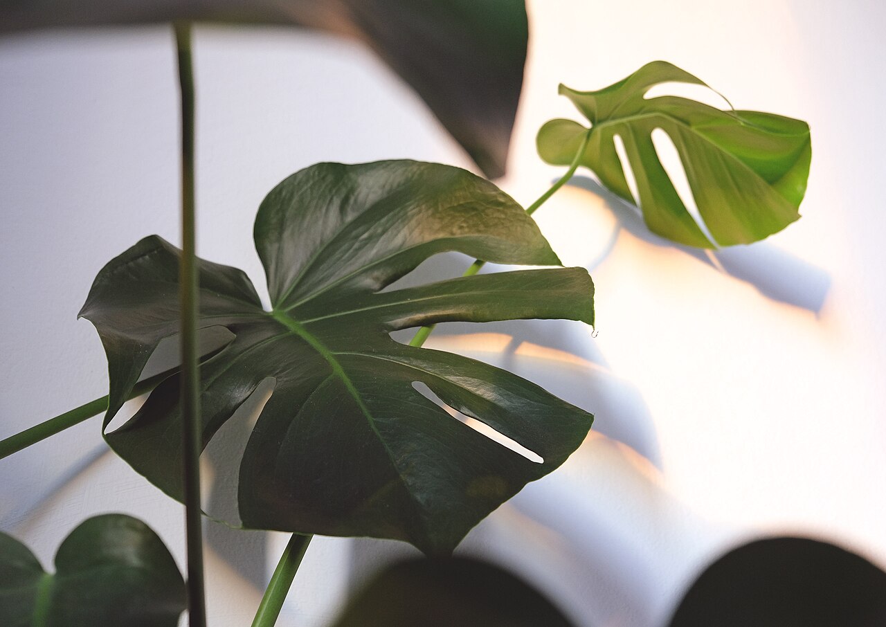 Large dark green split leaves on thin stems in front of a pale wall, lit softly from one side.