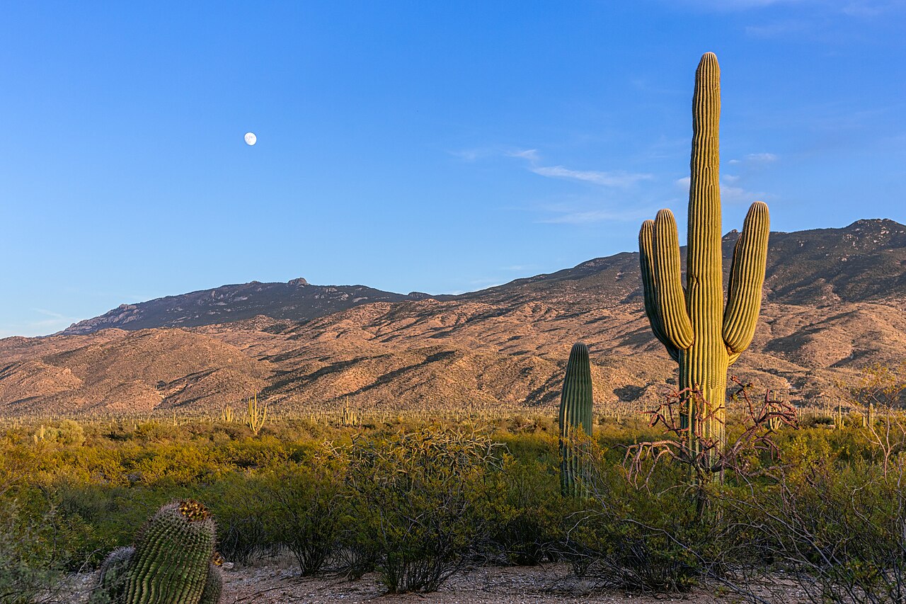 A tall saguaro cactus stands in green desert scrub in front of bare brown hills, with a small moon in a blue sky.