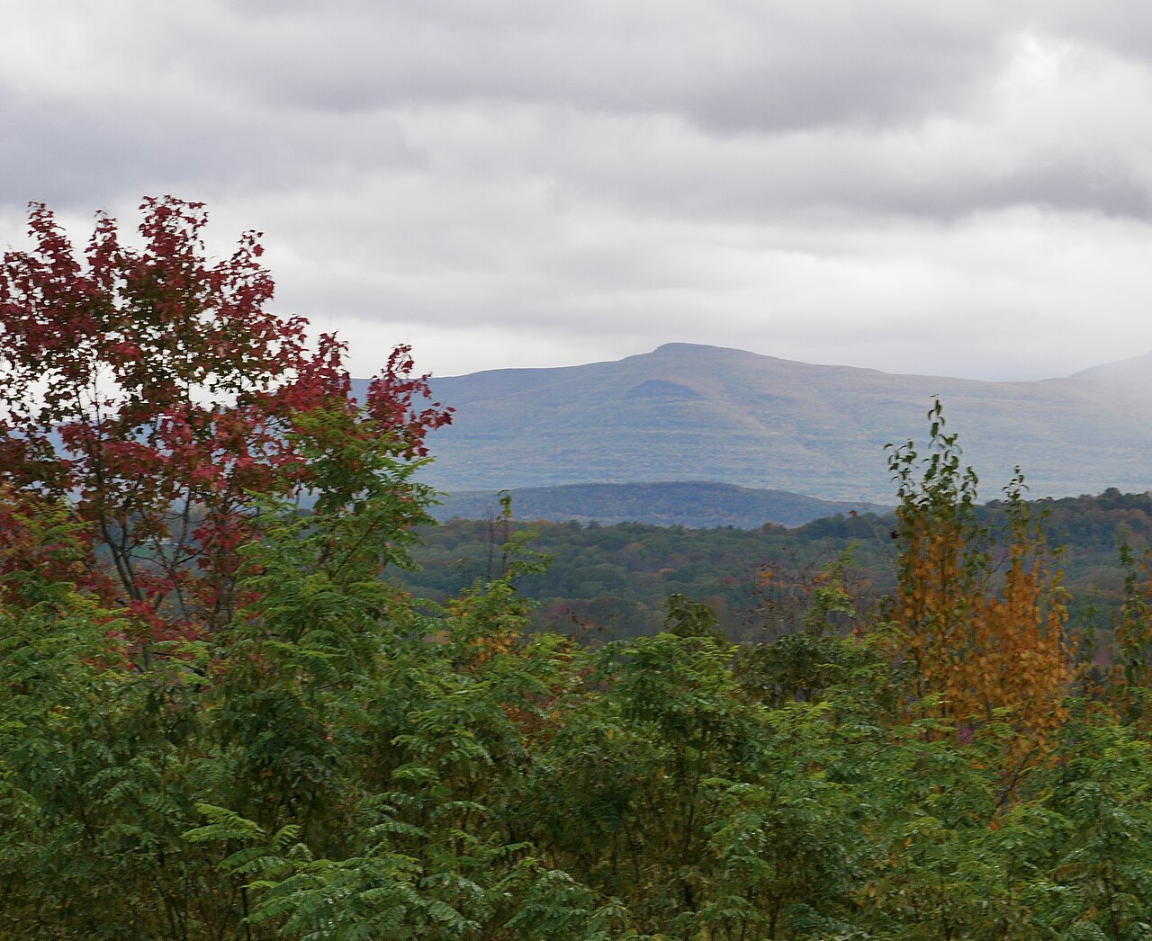 A long blue mountain ridge under grey cloud, seen over a foreground of shrubs and small trees turning red.