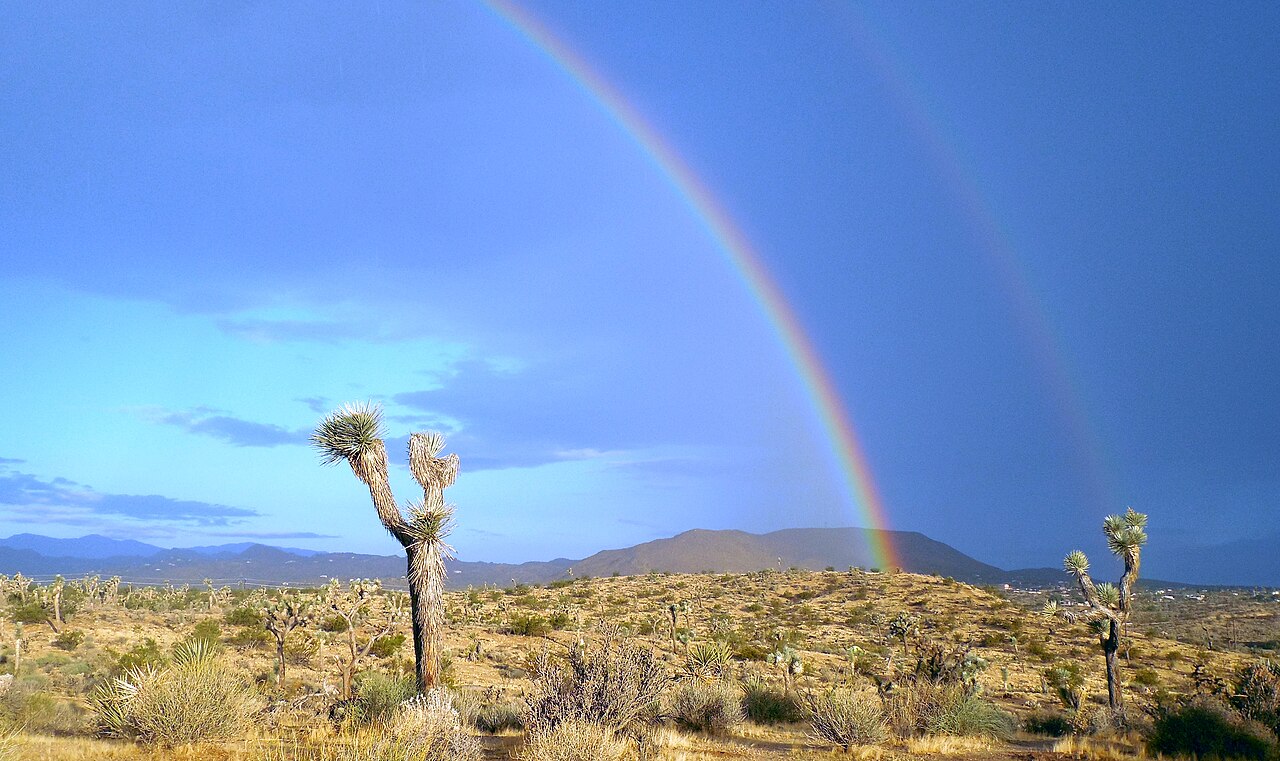 A Joshua tree standing in low desert scrub under a blue-grey sky crossed by two rainbow arcs, with hills on the horizon.