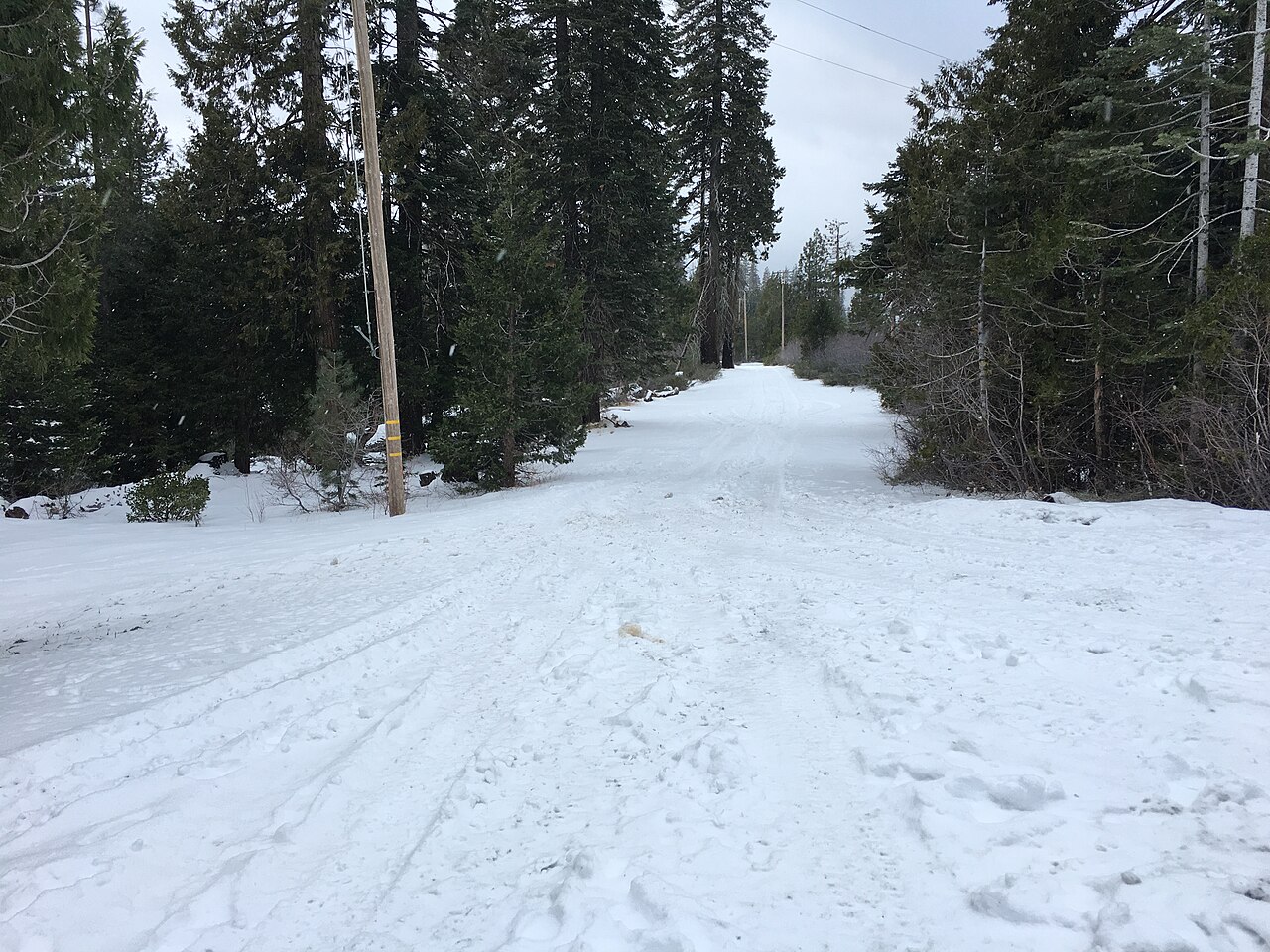 A wide track of packed snow running between tall conifers under an overcast sky.