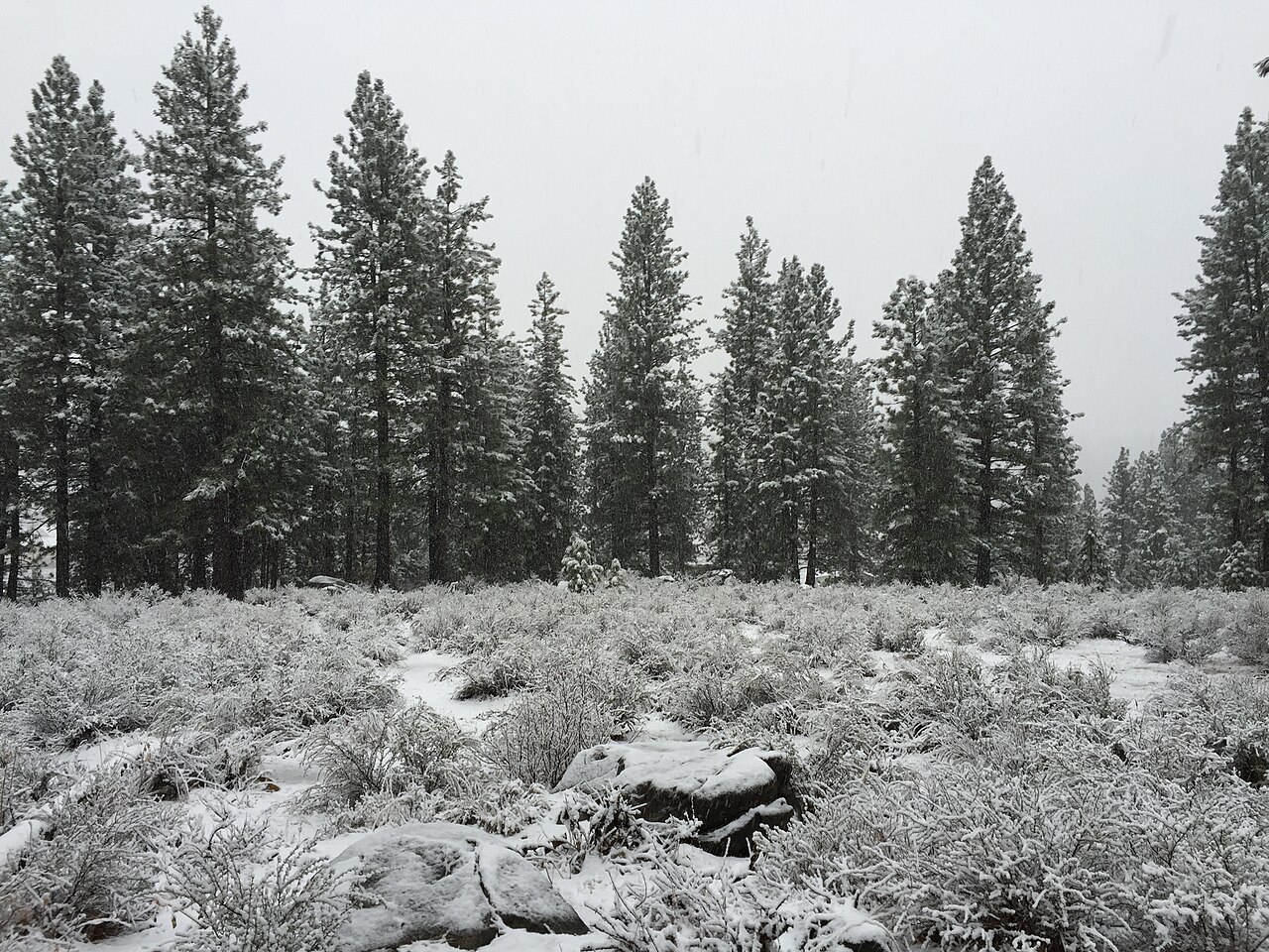 Tall pine trees and low brush dusted with fresh snow under a grey sky.