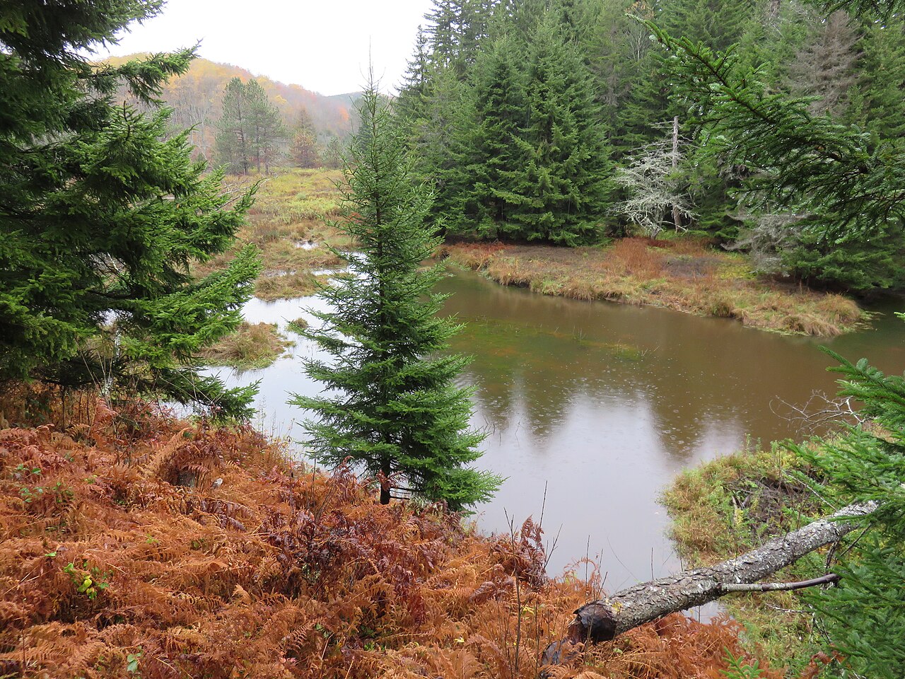 A still pond ringed by spruce trees and rust-coloured ferns, with a felled tree in the foreground.