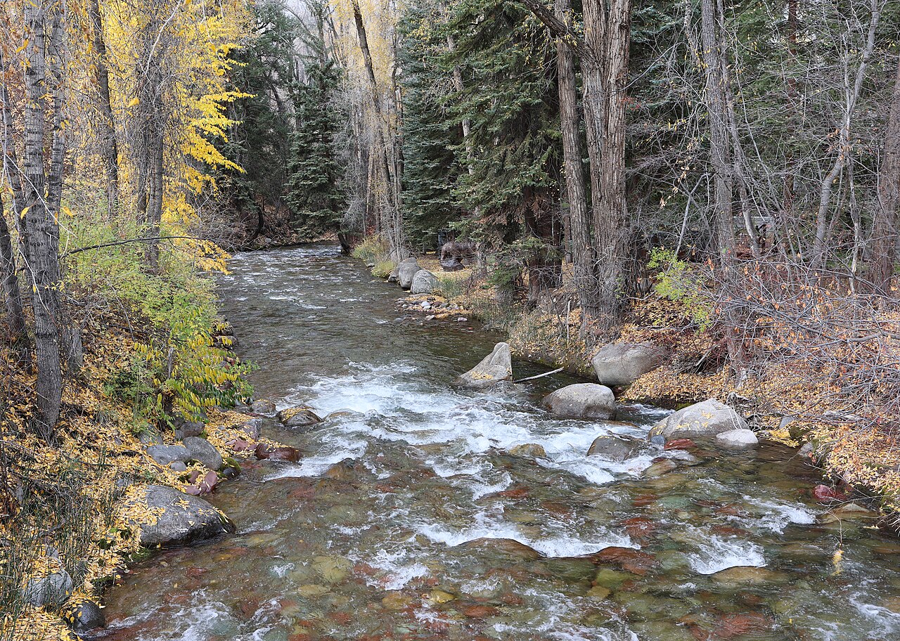 A shallow rocky creek running between evergreens and yellow-leaved trees.
